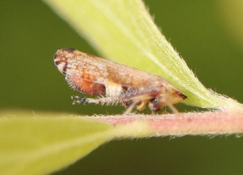 Fieberiella florii